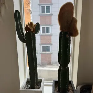 디블루메 리뷰 사진
