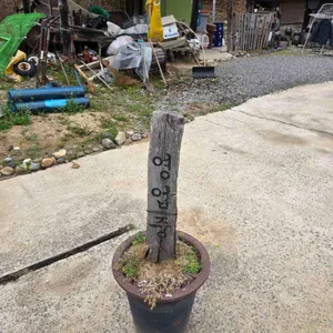 황토방묵집 리뷰 사진