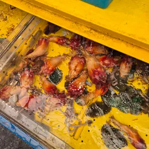 백일도 리뷰 사진