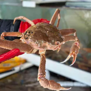 주문활게 리뷰 사진