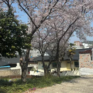 야자수 리뷰 사진