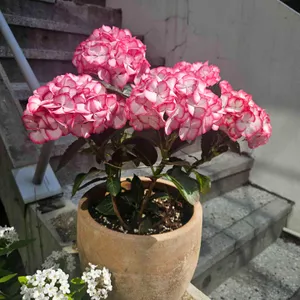 클레멘타인 리뷰 사진