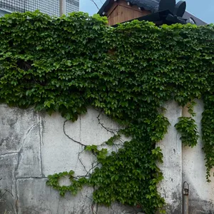 아삐에노 리뷰 사진