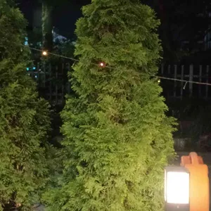 교촌치킨  리뷰 사진