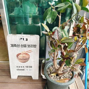 계족산 산골보리밥 사진 2