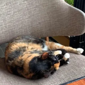 꽃랑 리뷰 사진