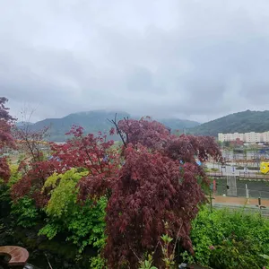 단풍도넛 리뷰 사진