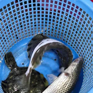 송해네 사진