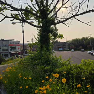 할리스 리뷰 사진