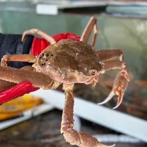 주문활게 리뷰 사진