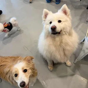 애견카페 히릿 사진