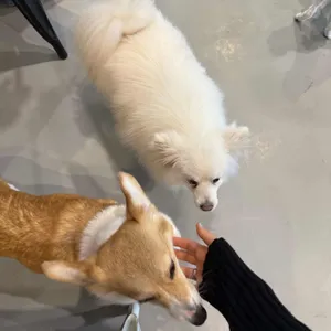 애견카페 히릿 사진
