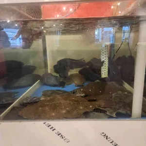 울진막회 리뷰 사진