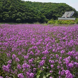 바실라 리뷰 사진