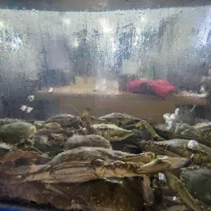 연평도산꽃게 리뷰 사진