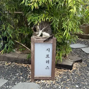 시트러스 리뷰 사진