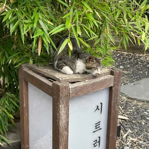 시트러스 리뷰 사진