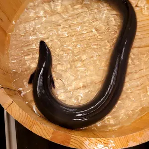 영동장어 사진