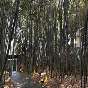 풍류소제 리뷰 사진