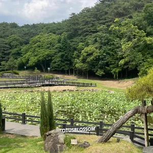 LOTUS BLOSSOM 리뷰 사진