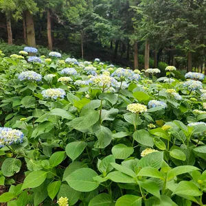 아람다람카페 리뷰 사진