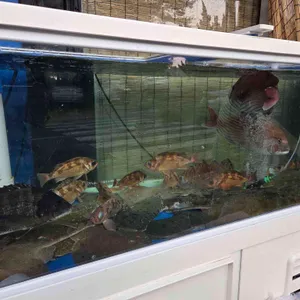 변상은횟집 리뷰 사진