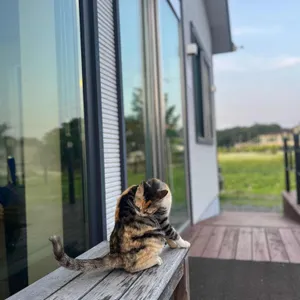 사과나무백숙 리뷰 사진