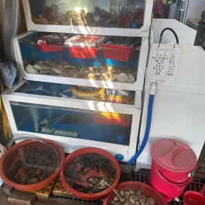 물망초 리뷰 사진