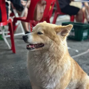 송가네참나무장작구이통닭 리뷰 사진