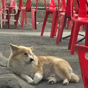 송가네참나무장작구이통닭 리뷰 사진