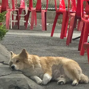 송가네참나무장작구이통닭 리뷰 사진