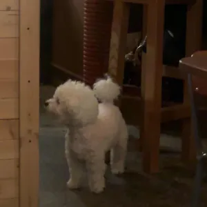 공중제비 리뷰 사진