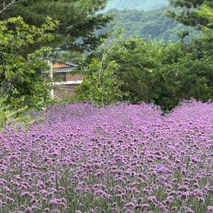 감자밭 리뷰 사진