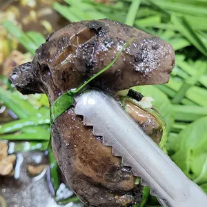 느티나무 사진