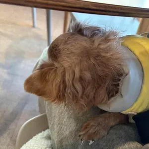 쉬러와 리뷰 사진
