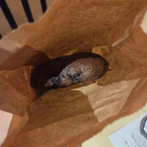 화덕베이글 라이트쏠티 리뷰 사진