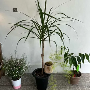 누야그 리뷰 사진