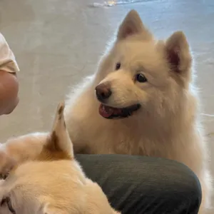 애견카페 히릿 사진