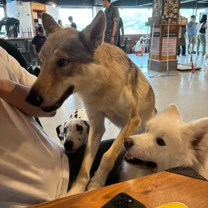 애견카페 히릿 사진