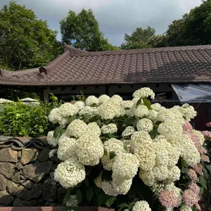 프란쓰 리뷰 사진