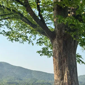 수수 리뷰 사진
