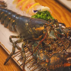 본참치 사진