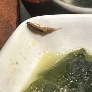 기보감삼계탕앤호호미역 대표 사진