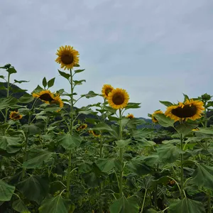 카페윤슬 리뷰 사진