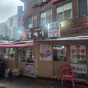 나노갈매기 사진 1