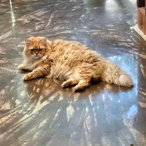 마샤 리뷰 사진