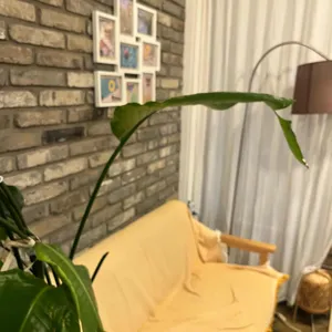 브릭62 리뷰 사진