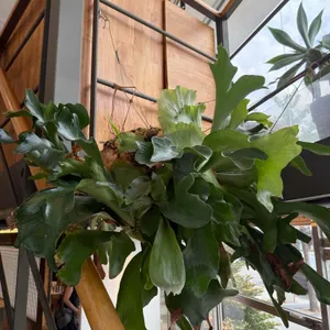 도코로 리뷰 사진