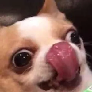 VGG 사진