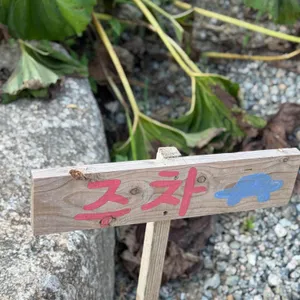 하록수림 리뷰 사진